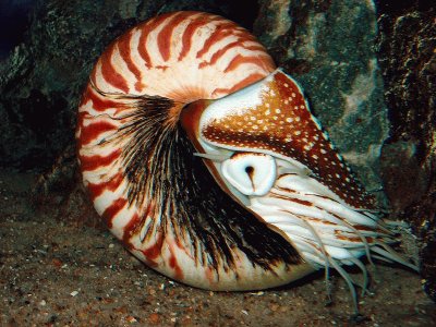 nautilo