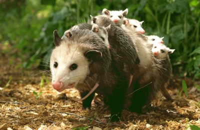 opossum