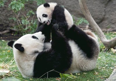 panda gigante