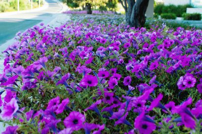 Vibrant Road Side Flowers