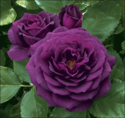 Ebb Tide Purple Roses