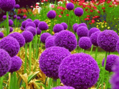 Puffy Purple Alliums