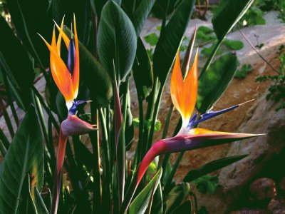 Lovely Bird of Paradise Flowers