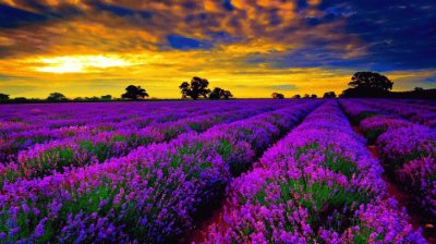 Violet Lavender Field-France,