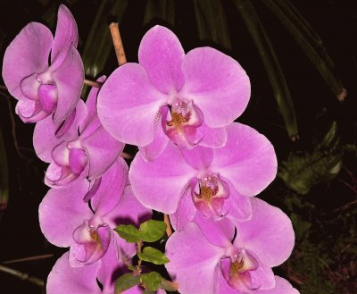 orquidea