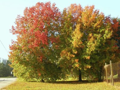 OtoÃ±o en Villa Martelli. Buenos Aires. Argentina