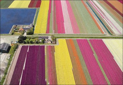 tulipfields30