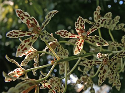 orquÃ­deas