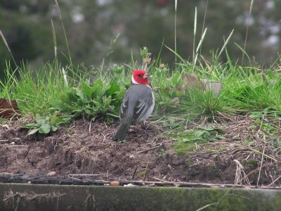 cardenal