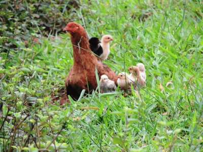 Galinha e seus pintinhos na relva