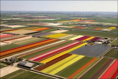 tulipfields08