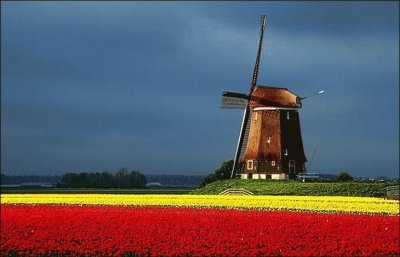 tulipfields04