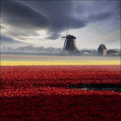 tulipfields10