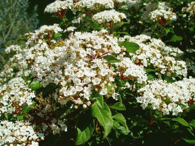 viburnum tinus