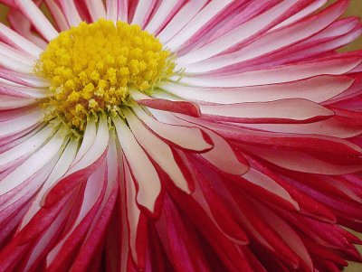 bellis perennis