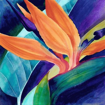 Strelitzia