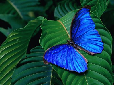 mariposa tropical