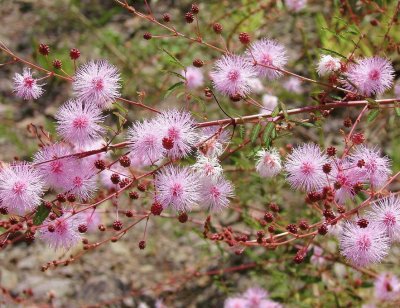 plumerillo rosado