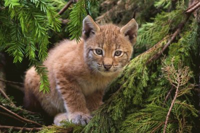 Lynx Kitten