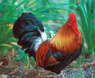 Beautiful Rooster