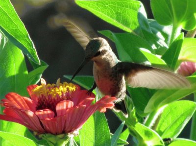 colibrÃ­