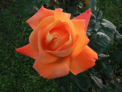 rosa naranja