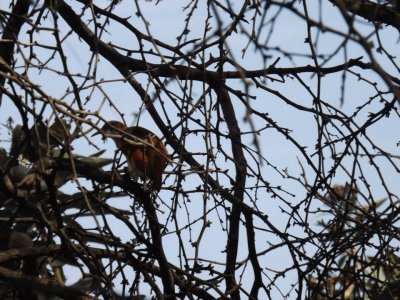 El Ã¡rbol y el pÃ¡jaro