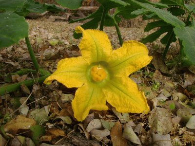 curcubita ficifolia