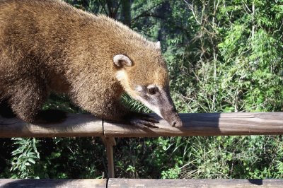 coatÃ­