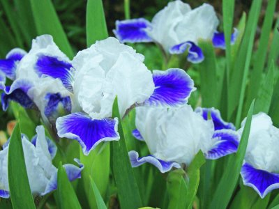 Blooming Iris Flowers-Pretty!