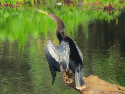 Biguatinga