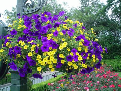 Yellow and Purple Hanging Petunias