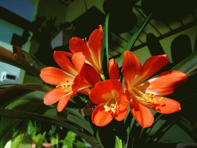 clivia