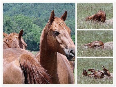 Horse Collage