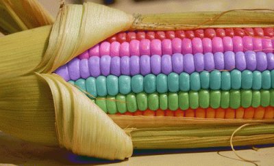 Rainbow Corn