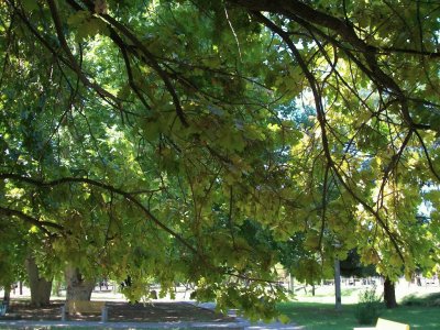 En San MartÃ­n. Mendoza. Argentina