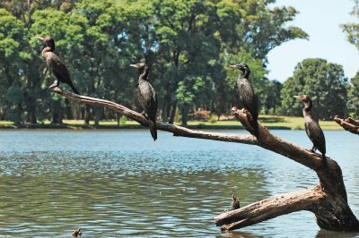 neotropic cormorant