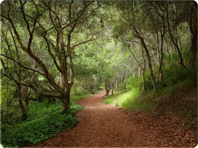 trees-on-both-side