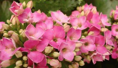 kalanchoe