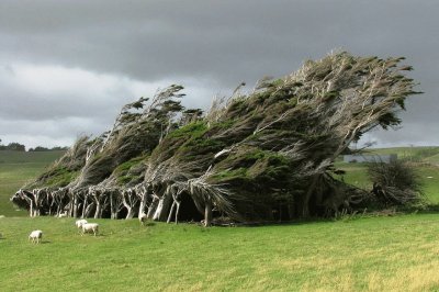 windblown