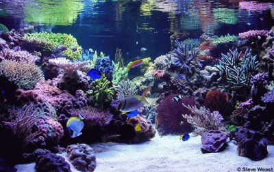 Salt Water Aquarium