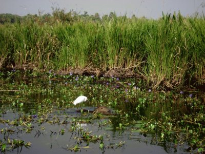 En los Esteros del IberÃ¡. Corrientes. Argentina