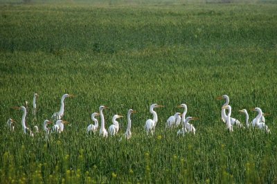 Garzas en Leales. TucumÃ¡n. Argentina