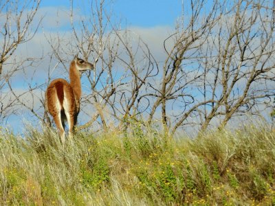 guanaco