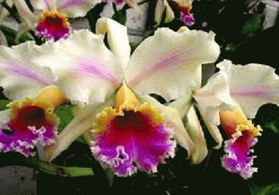 orquideas vzla