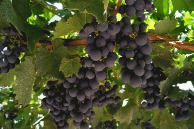 uvas malbec mendocinas