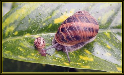 caracol caracolito