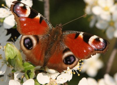 mariposa