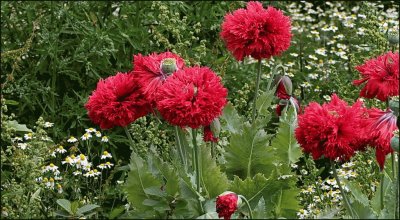 amapolas