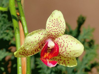 orquÃ­dea